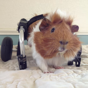 Hamster Wheels